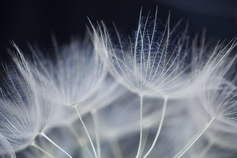 Ethereal Blooms
